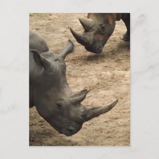 Rhino Postkarte