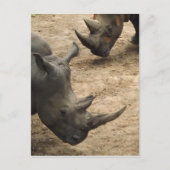 Rhino Postkarte (Vorderseite)