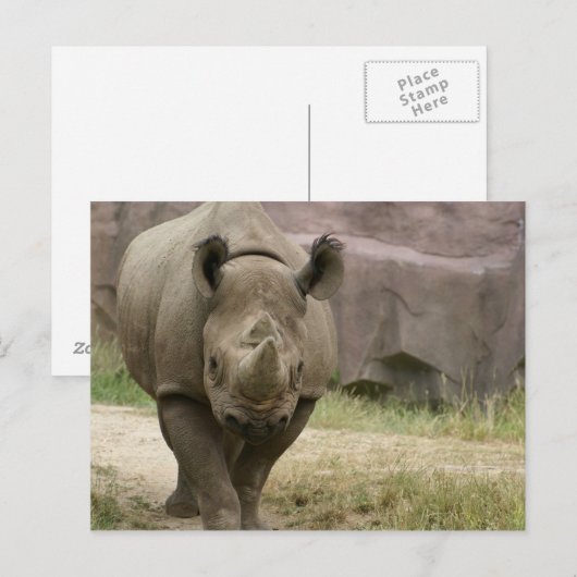 Rhino Postkarte (Vorne/Hinten)
