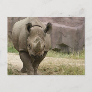 Rhino Postkarte