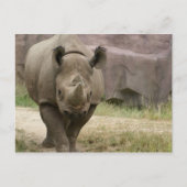 Rhino Postkarte (Vorderseite)