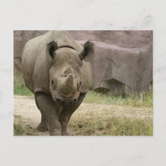 Rhino Postkarte (Vorderseite)