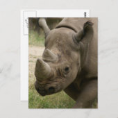 Rhino Postkarte (Vorne/Hinten)
