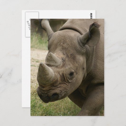 Rhino Postkarte (Vorne/Hinten)