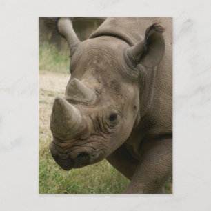 Rhino Postkarte