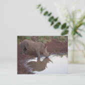 Rhino Reflection Postkarte (Stehend Vorderseite)