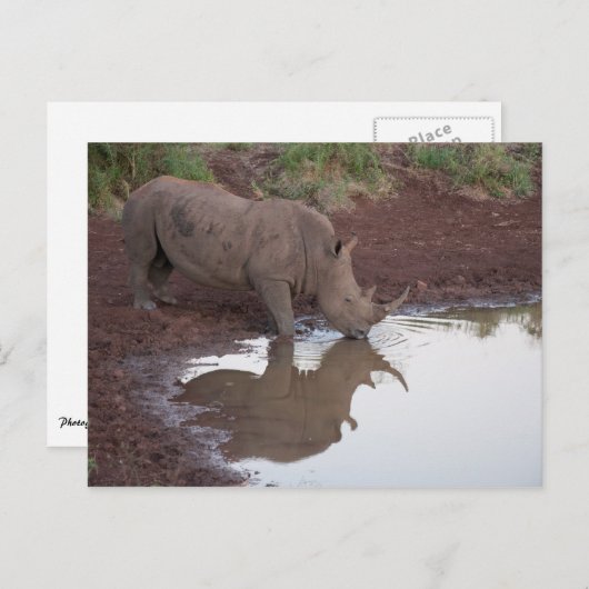 Rhino Reflection Postkarte (Vorne/Hinten)