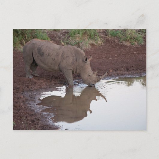 Rhino Reflection Postkarte (Vorderseite)