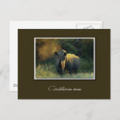 Rhino-Safari-Postkarten Postkarte (Vorne/Hinten)