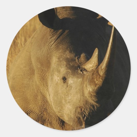 Rhino Sticker (Vorderseite)