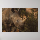 RHINO WILD TIERE POSTER (Vorne)