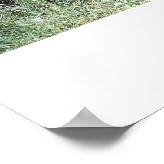 Rhinobird-Poster Poster (Ecke)