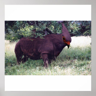 Rhinobird-Poster Poster