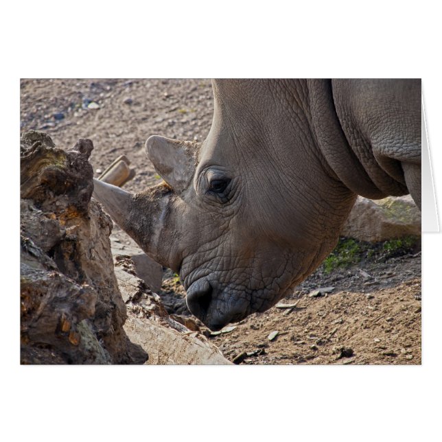 Rhinoceros (Vorderseite (Horizontal))