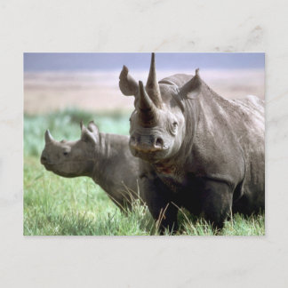 Rhinoceros auf der Serengeti Postkarte