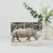 Rhinoceros auf der Strecke im Auckland Zoo Postkarte (Stehend Vorderseite)