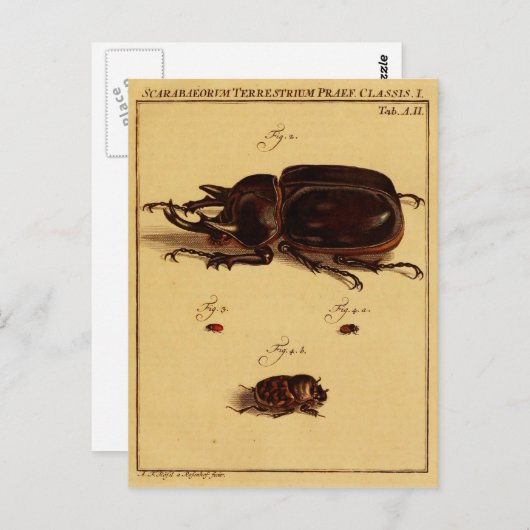 Rhinoceros Beetles Postkarte (Vorne/Hinten)