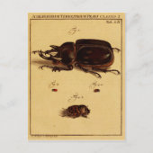 Rhinoceros Beetles Postkarte (Vorderseite)