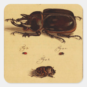 Rhinoceros Beetles Quadratischer Aufkleber