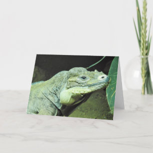 Rhinoceros Iguana Karte