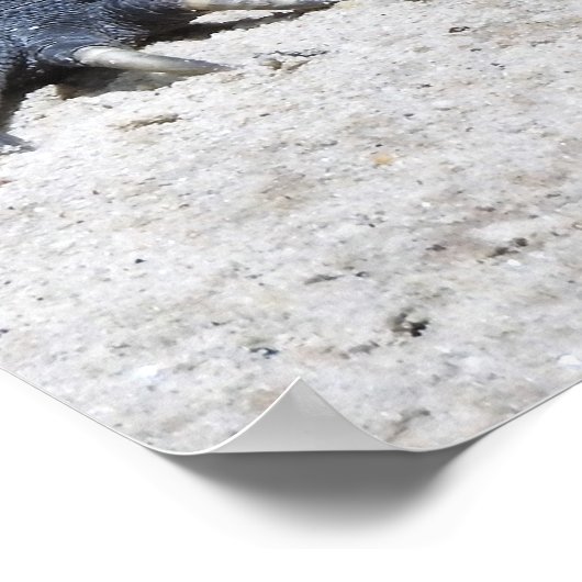 Rhinoceros Iguana Poster (Ecke)