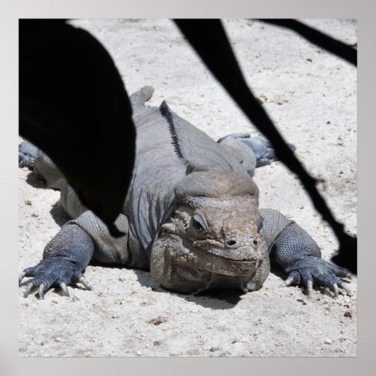Rhinoceros Iguana Poster (Vorne)