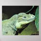 Rhinoceros Iguana Poster (Vorne)