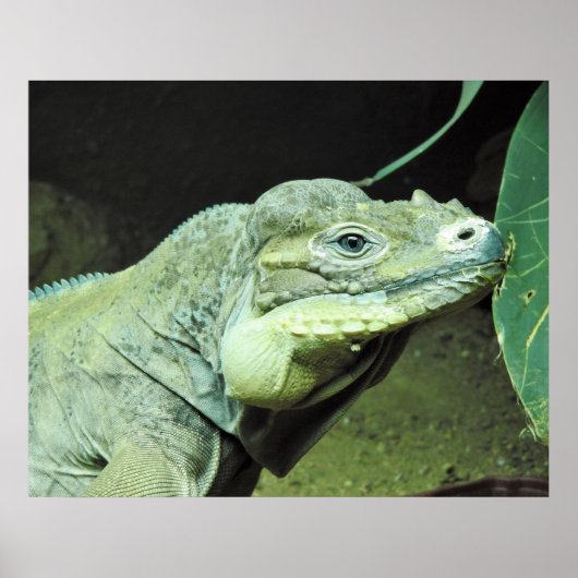Rhinoceros Iguana Poster (Vorne)