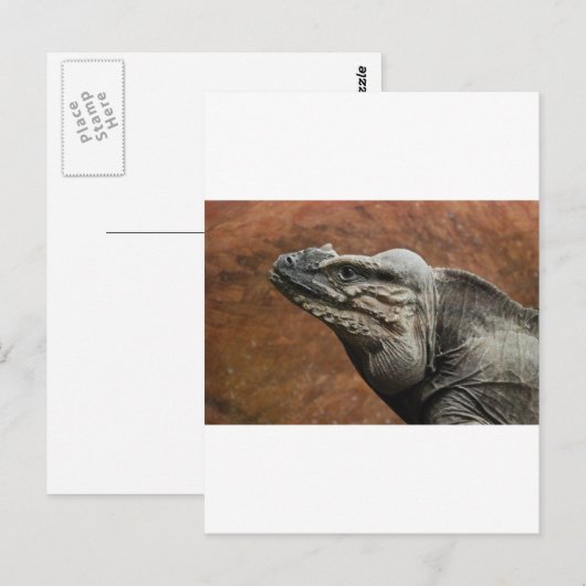Rhinoceros Iguana Postkarte (Vorne/Hinten)