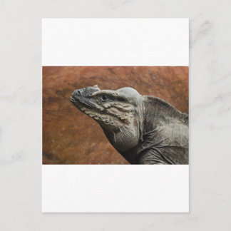 Rhinoceros Iguana Postkarte