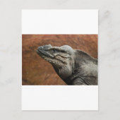 Rhinoceros Iguana Postkarte (Vorderseite)