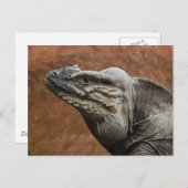 Rhinoceros Iguana Postkarte (Vorne/Hinten)