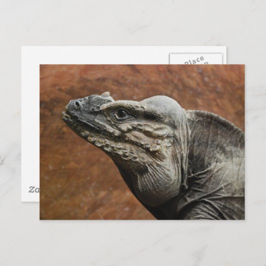 Rhinoceros Iguana Postkarte (Vorne/Hinten)
