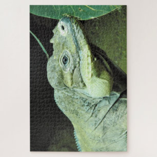 Rhinoceros Iguana Puzzle