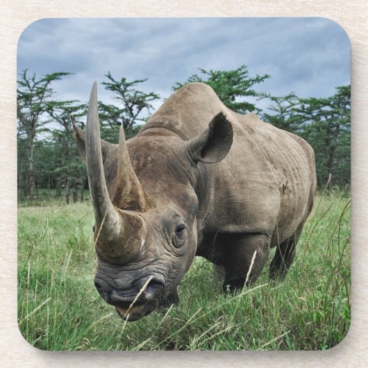 Rhinoceros | Kenia Getränkeuntersetzer (Vorderseite)
