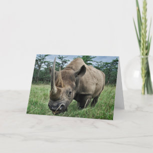 Rhinoceros  Kenia Karte