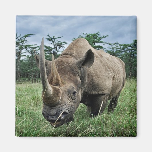 Rhinoceros | Kenia Magnet (Vorne)