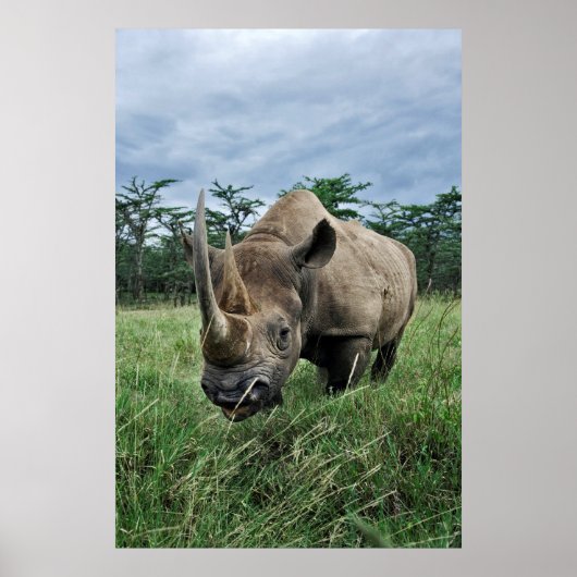 Rhinoceros | Kenia Poster (Vorne)