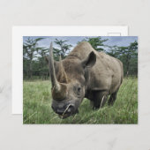 Rhinoceros | Kenia Postkarte (Vorne/Hinten)