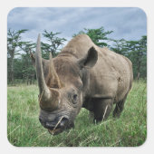Rhinoceros | Kenia Quadratischer Aufkleber (Vorderseite)