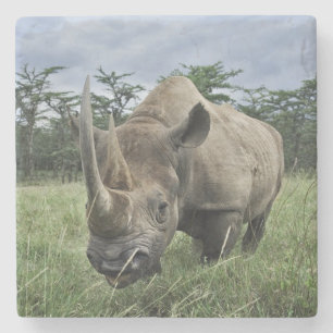 Rhinoceros Kenia Steinuntersetzer