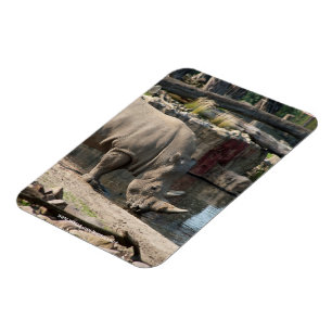 Rhinoceros Magnet