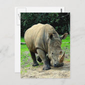 Rhinoceros Postcard Postkarte (Vorne/Hinten)