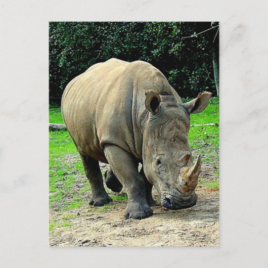Rhinoceros Postcard Postkarte (Vorderseite)