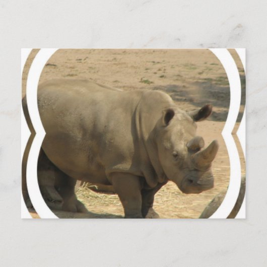 Rhinoceros Postcard Postkarte (Vorderseite)