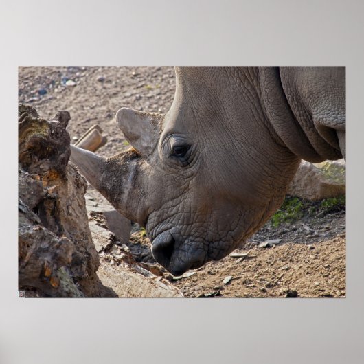 Rhinoceros Poster (Vorne)