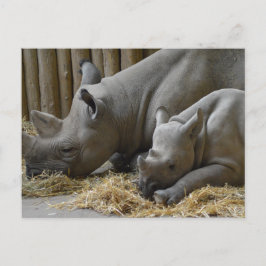 Rhinoceros   postkarte