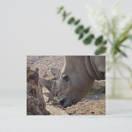 Rhinoceros Postkarte (Stehend Vorderseite)
