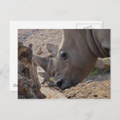 Rhinoceros Postkarte (Vorne/Hinten)