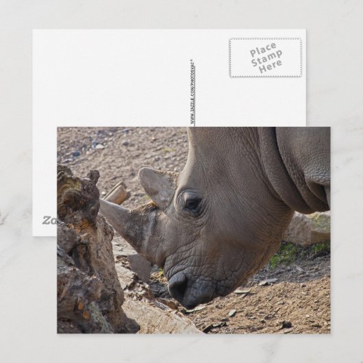 Rhinoceros Postkarte (Vorne/Hinten)